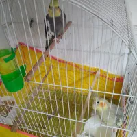 طوطی عروس نر ماده