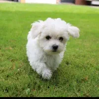 سرپرستی از توله سگ نژاد شیتزو کراس