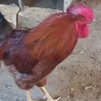 خروس