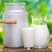شیر گاو تازه