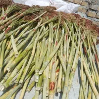 جارو|جاروبرقی، جارو شارژی، بخارشو|الشتر, |دیوار