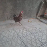 خروس لاری و خروس گلین