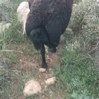 میش چاق
