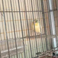 قناری و فنچ گلدین