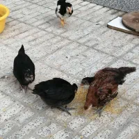 جوجه گلین لری چهل تاج