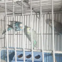 مرغ عشق 3تا
