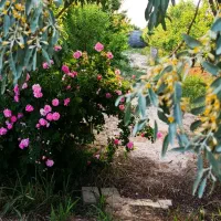 باغچه
