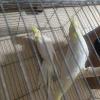 عروس هلندی و فنچ کینگ