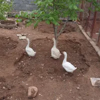 قو غاز لیندا