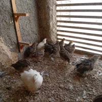 بخاری گازی مثل عکس دونه 100هزار