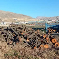 خریدار انواع درخت و  چوب