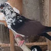 کفتر کبوتر سار هفت ماده قلدر پرشی جفتگاه