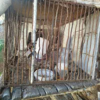 قفس پرنده