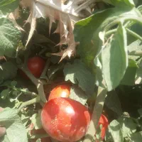 گوجه|خوردنی و آشامیدنی|نیشابور, ماروسک|دیوار
