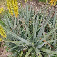 گیاه داروری