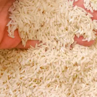برنج مرغوب هاشمی گیلان