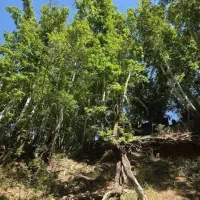 زمین ، باغ ۷۳۶۳ متر مربع( کوار ، تفیهان )
