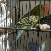 دوتا مرغ عشق نر با ماده معاوضه میکنم شهرستان لالی