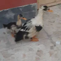 جوجه اردک