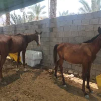 فروش اسب مادیون عرب کورسی با کره نریان