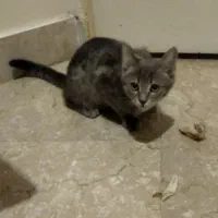 بچه گربه ۳ماه ماده