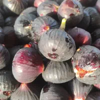 فروش انجیر