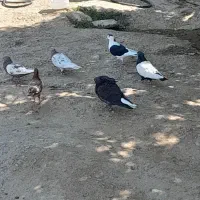 کبوتر پرشی