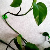 گیره پتوس|گل و گیاه طبیعی|اصفهان, قلعه طبره|دیوار