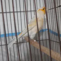 قناری بخون*
