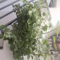 گلزیبا|گل و گیاه طبیعی|نهاوند, |دیوار