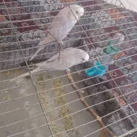 مرغ عشق
