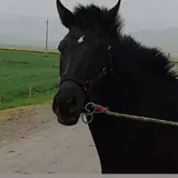 اسب نژاد کوردی