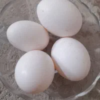 تخم کبوتر