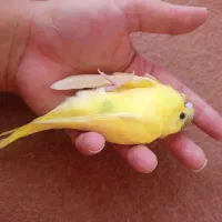 مرغ عشق باجوجه هاش