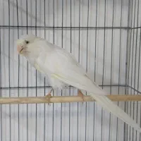 قناری نر رسمی بلند