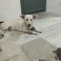 پیدا شده