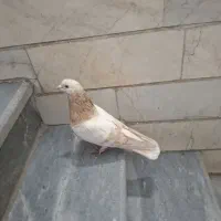 کفتر