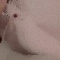 عروس هلندی فرار کرده