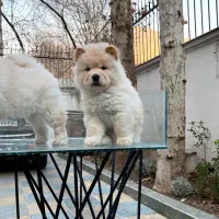 چا‌وچاو سوپر چمپیون