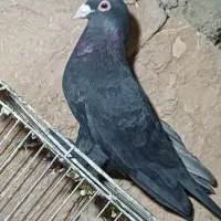 معاوظه با پلاکی