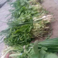 سبزی خوردن و بسته بندی تازه(نگین شهر)