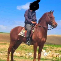 اسب نریان عرب