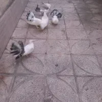 فروش ۳ عدد  کبوتر. دمچتری.   طوطی  و عروس.
