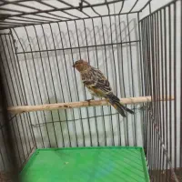 جوجه گلبسر فیروزکوه درجه۱ تعداد ۳عدد