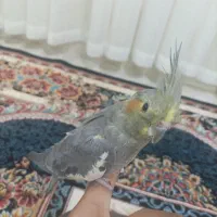 عروس هلندی سخنگو به ضمانت