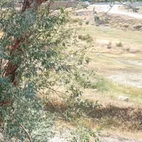باغ فروشی ۸۰۰ متر در شازند