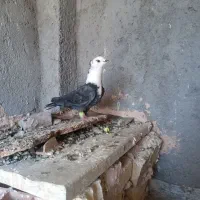 جوجه کله هما و کله سفید