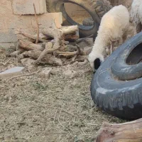 بره ماده