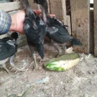 جوجه لاری
