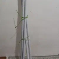 رگال